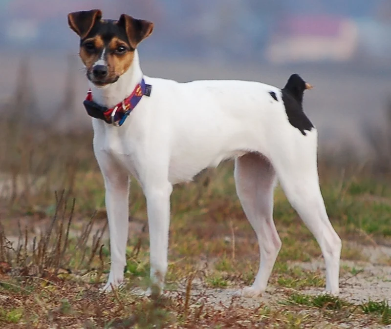 Brazilian Terrier - Dog breed similar to Gull Terrier