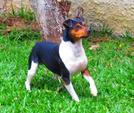 Brazilian Terrier full body photo