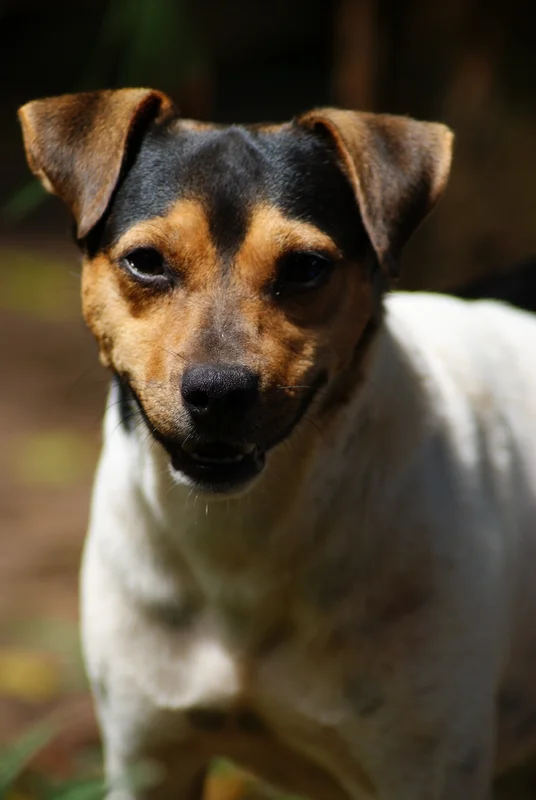 Brazilian Terrier close-up photo