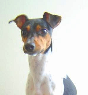 Brazilian Terrier - Image 5