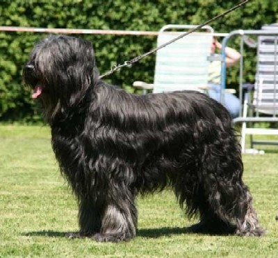 Briard full body photo