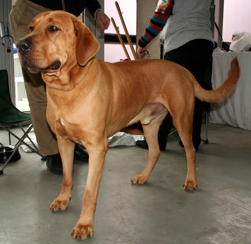 Broholmer - The Broholmer, or Danish Mastiff, is a large, gentle breed known for its loyalty and protective nature. With a calm demeanor and impressive stature, they make excellent family companions.