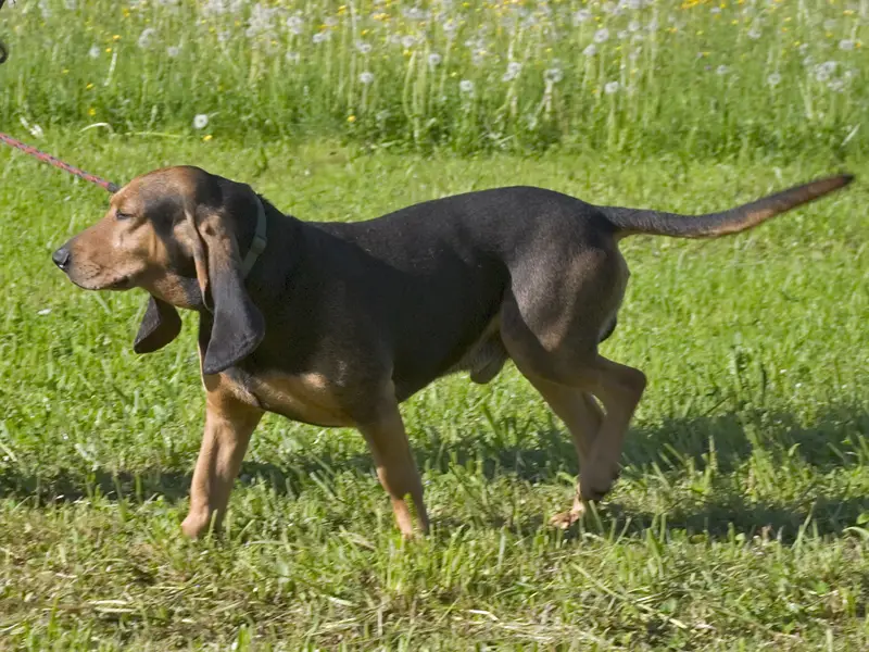 Bruno Jura Hound - Hound breed known for being Affectionate and Energetic