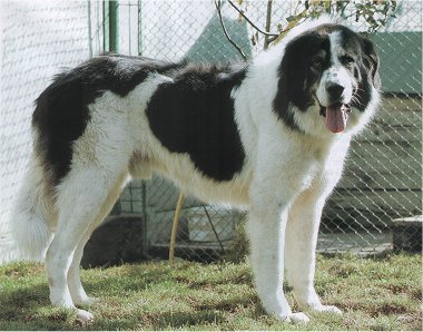 Bucovina Shepherd Dog - Dog breed similar to Bankhar Dog