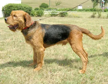 Bulgarian Hound - Dog breed similar to Hygenhund