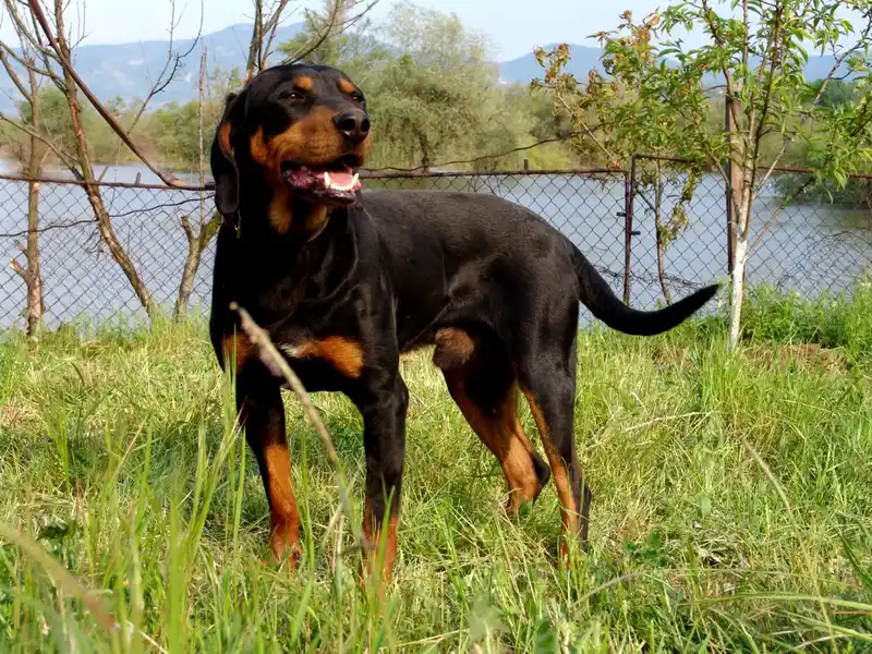 Bulgarian Scenthound - Hound breed known for being Active and Friendly