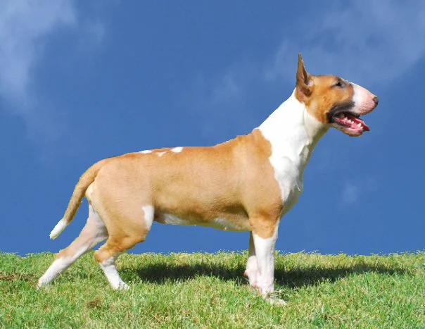 Bull Terrier thumbnail 5
