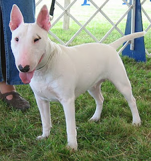 Bull Terrier photo thumbnail 3