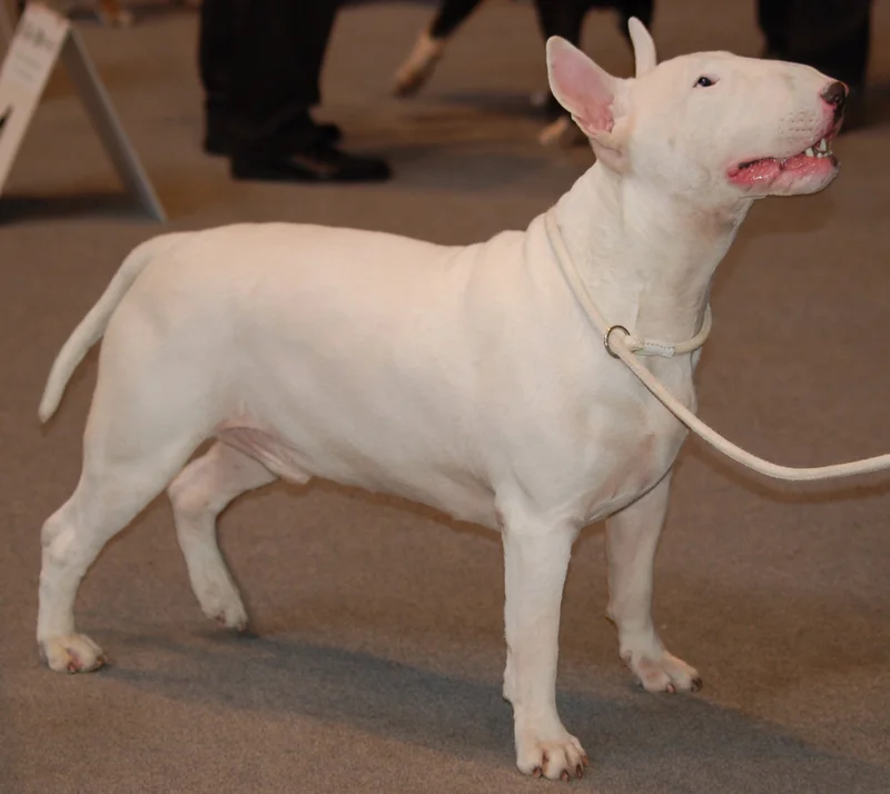 Bull Terrier - Dog breed similar to Sealyham Terrier