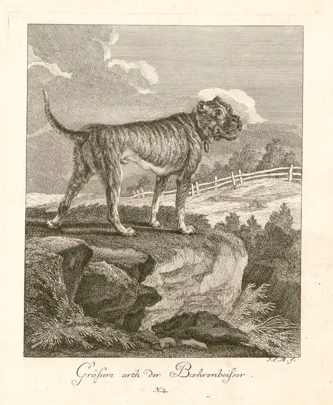 Bullenbeisser side profile view