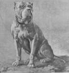 Bullenbeisser full body photo