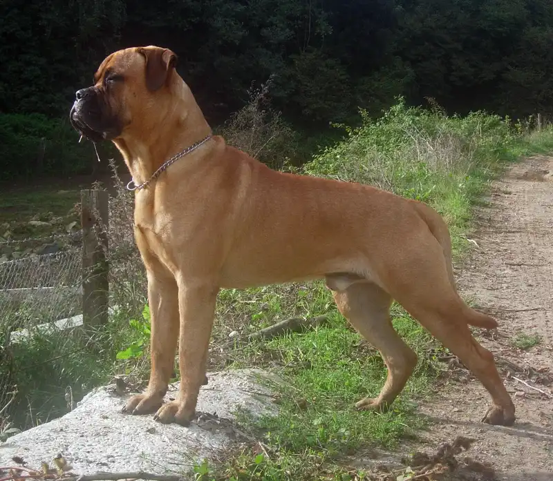 Bullmastiff - Working breed known for being Calm and Gentle