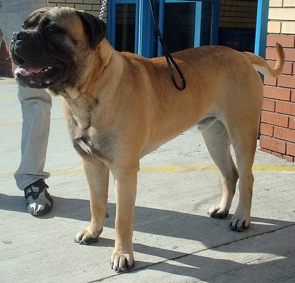 Bullmastiff photo thumbnail 2