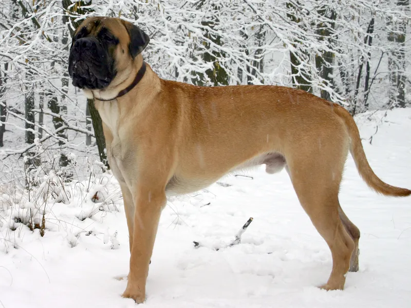 Bullmastiff full body photo