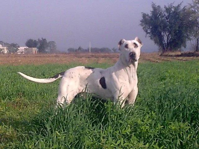 Bully Kutta - Molosser breed known for being Intelligent and Loyal