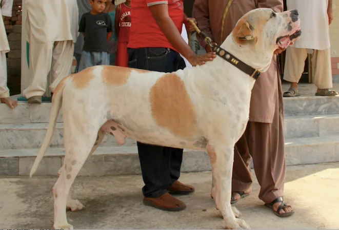 Bully Kutta photo thumbnail 2