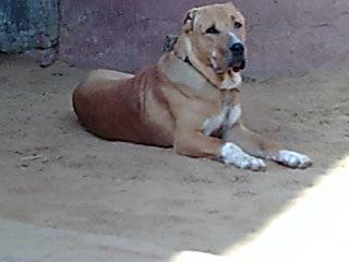 Bully Kutta - Image 4