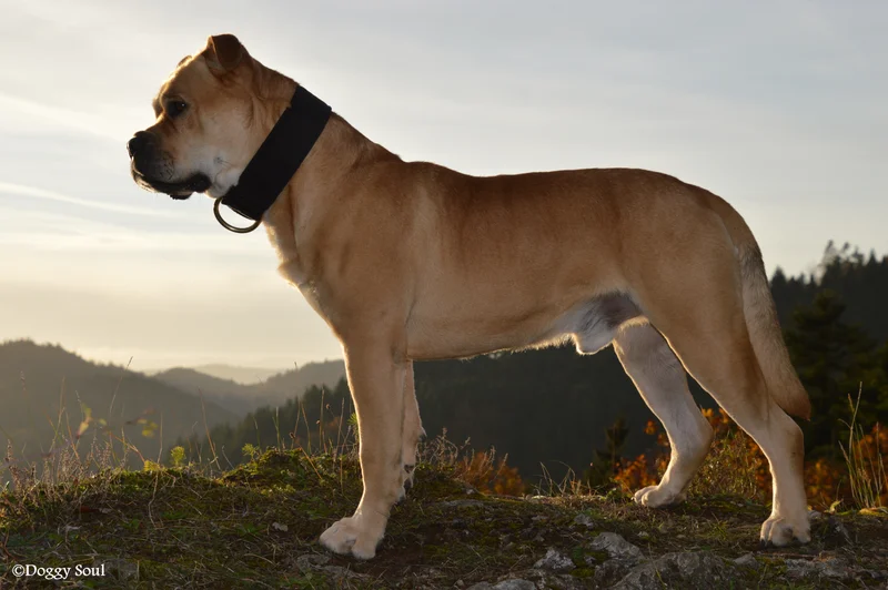 Ca de Bou side profile view