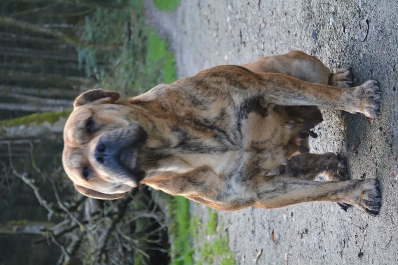 Ca de Bou photo thumbnail 3