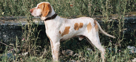 Ca Me Mallorqui - Dog breed similar to Majorca Shepherd Dog
