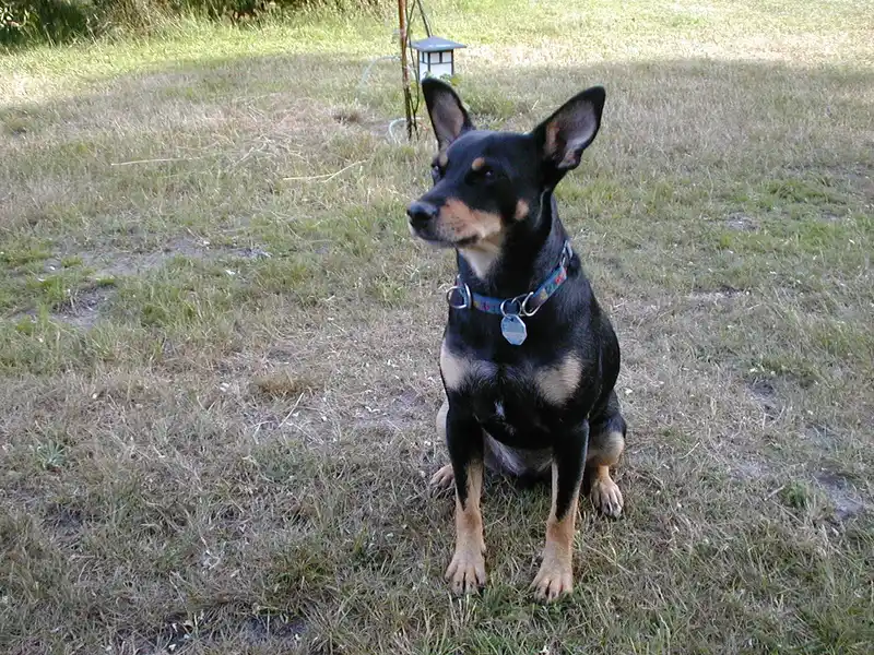 Ca Rater Mallorqui photo thumbnail 2