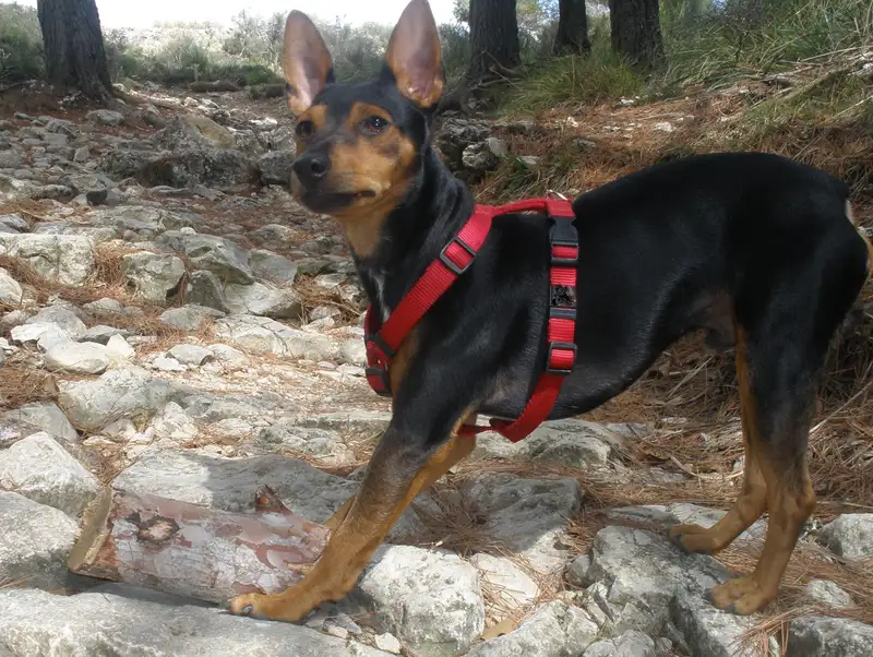 Ca Rater Mallorqui thumbnail 3