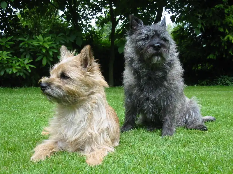 Cairn Terrier thumbnail 2
