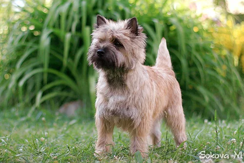 Cairn Terrier - Image 4