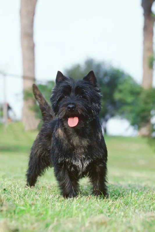 Cairn Terrier close-up photo