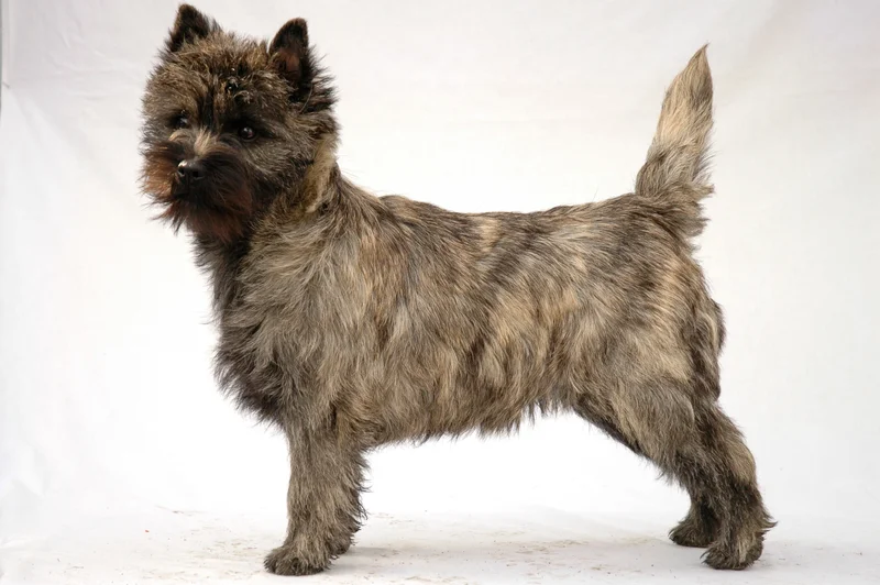 Cairn Terrier photo thumbnail 5