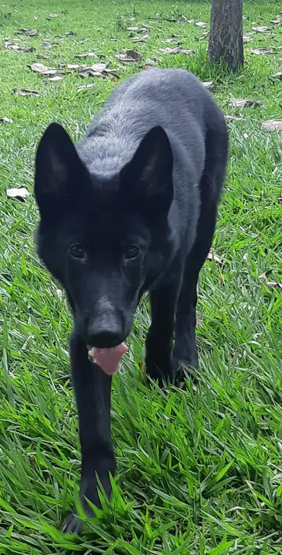 Calupoh - The Calupoh, or Mexican Wolf Dog, is a loyal and intelligent breed known for its striking appearance and energetic nature. They thrive on exercise and companionship.
