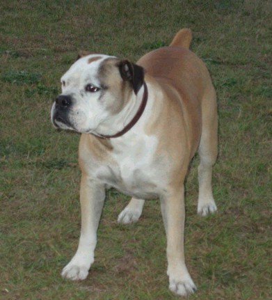 Campeiro Bulldog - Dog breed similar to Molossus of Epirus