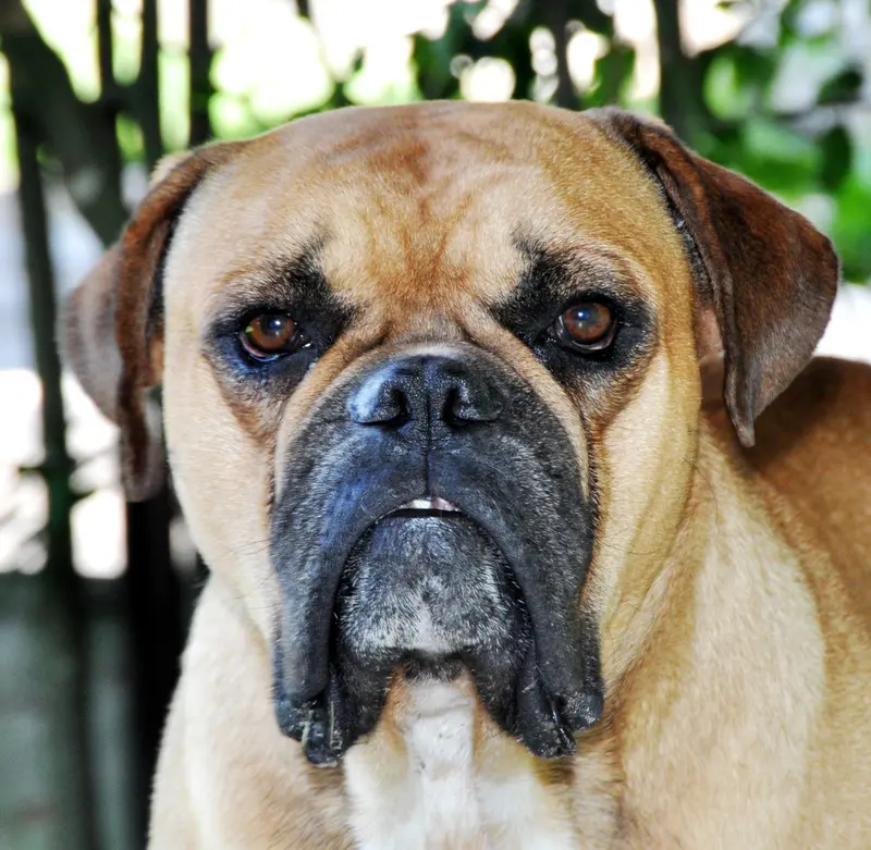 Campeiro Bulldog - Image 1