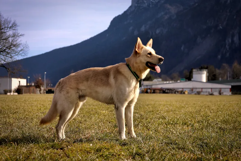 Can de Palleiro - Image 1