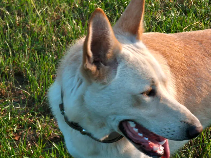 Can de Palleiro photo thumbnail 3