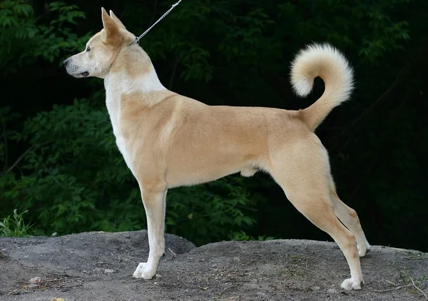 Canaan Dog, a 85% match to Shetland Sheepdog
