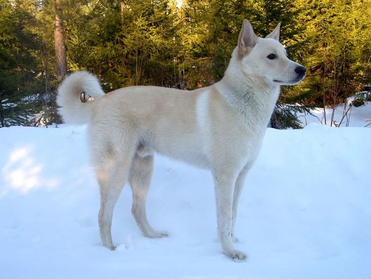 Canaan Dog - Herding breed known for being Affectionate and Alert