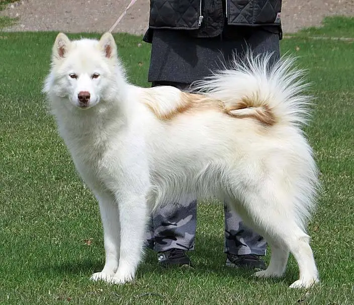 Canadian Eskimo Dog thumbnail 1