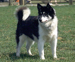 Canadian Eskimo Dog close-up photo