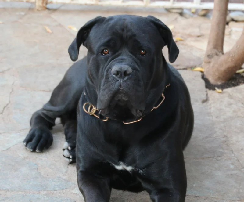Cane Corso thumbnail 2