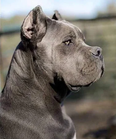 Cane Corso photo thumbnail 4