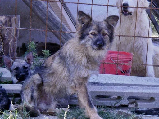 Cane Paratore - Dog breed similar to Belgian Mastiff