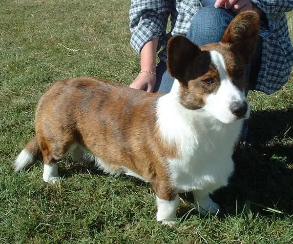 Cardigan Welsh Corgi side profile view