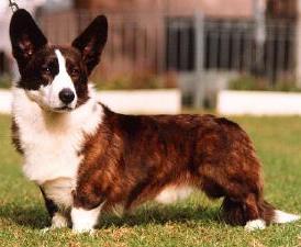 Cardigan Welsh Corgi thumbnail 4