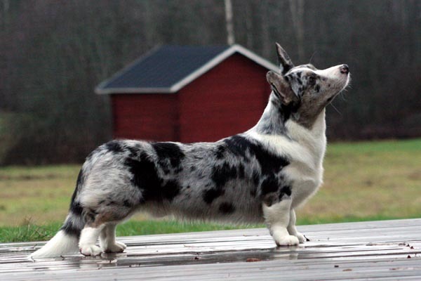 Cardigan Welsh Corgi photo thumbnail 4