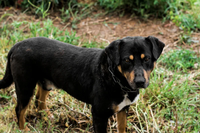 Carea Leones - Herding breed known for being Affectionate and Energetic