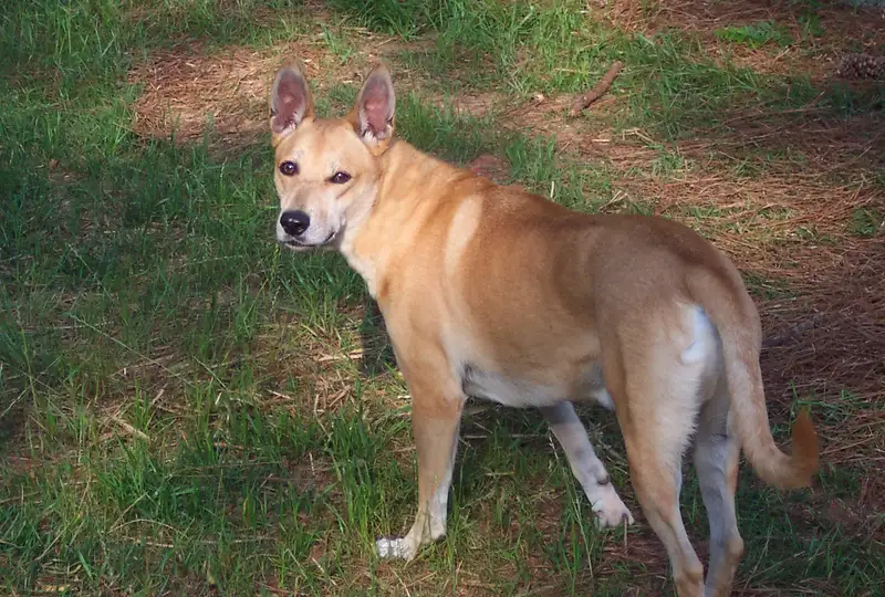 Carolina Dog - Image 3