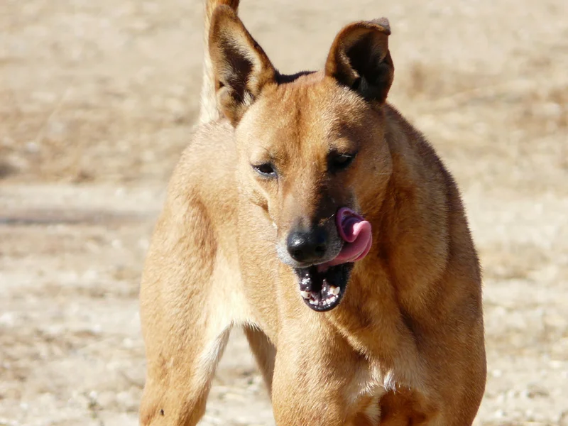 Carolina Dog thumbnail 2