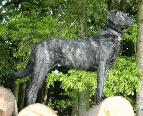 Cao de Castro Laboreiro - Image 2