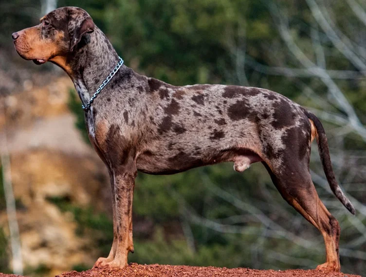Catahoula Leopard Dog, a 90% match to Huntaway
